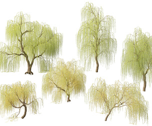 (Highpoly+Low Poly) - Salix tristis - Golden weeping willow