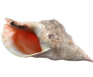 Conch  shell v1