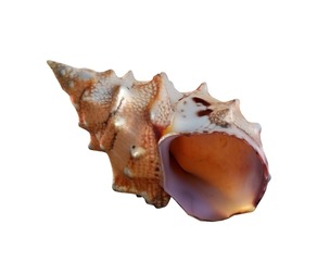 Conch shell v2