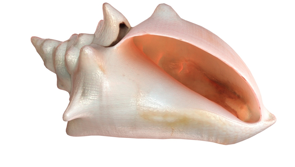 Conch shell v3
