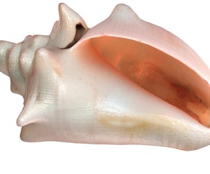 Conch shell v3