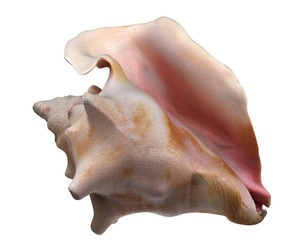 Conch shell v4