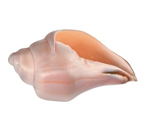 Conch shell v5