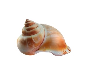 Conch shell v6