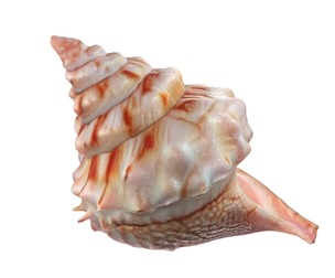 Conch shell v7