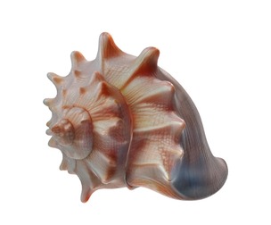 Conch shell v8