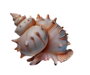 Conch shell v10