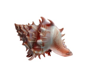 Conch shell v11