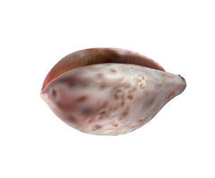 Conch shell v12