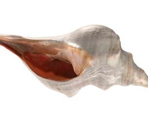 Horse conch