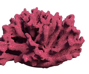 Coral reef  V1