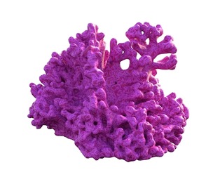 Coral reef v2