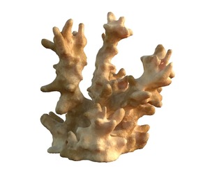Coral reef v3