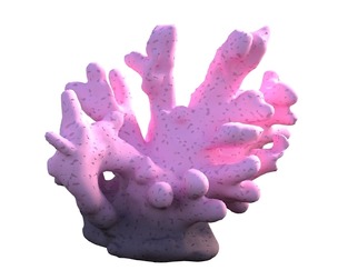 Coral reef v8