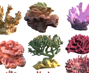 Coral Reef Collection