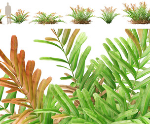 (Highpoly+Low Poly) Acrostichum aureum - Golden leather fern