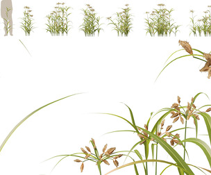(Highpoly+Low Poly) Bolboschoenus fluviatilis - River bulrush