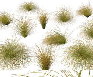 (Highpoly+Low Poly) Carex dipsacea - teasel sedge