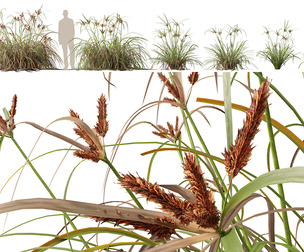 (Highpoly+Low Poly) Cyperus ustulatus – Giant Umbrell