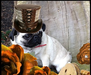 Steampunk Pugs