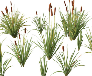 (Highpoly+Low Poly) Typha orientalis - bulrush