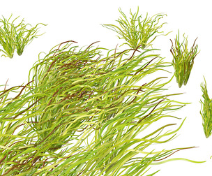 (Highpoly+Low Poly) Vallisneria americana - eelgrass