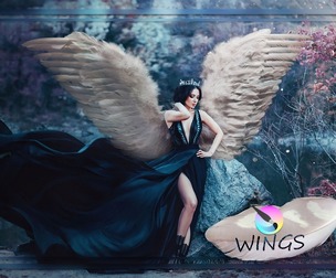 🪽Wings Brushes for Krita