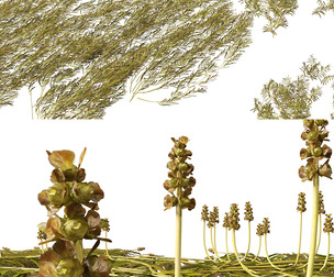 (Highpoly+Low Poly) Potamogeton ochreatus - blunt pondweed