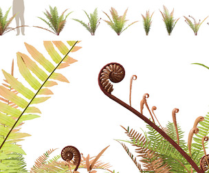 (Highpoly+Low Poly) Telmatoblechnum indicum - Swamp water fern