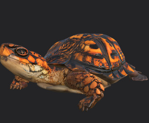 sea turtle 3D Model 003