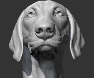 Weimaraner Head AM10 3D print model