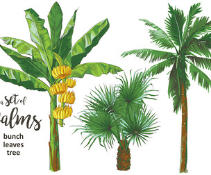 Tropical bananas palm trees, leaf, fruits, watercolor illustration. EPS File