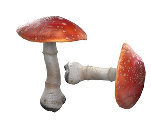 Mushroom 1