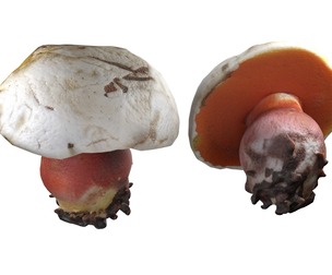Mushroom 2