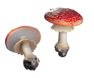 Mushroom 3