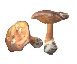 Mushroom 4