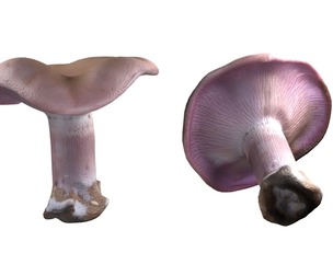 Mushroom 5