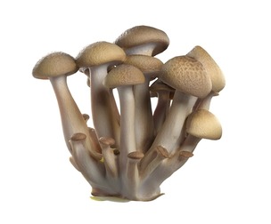 Mushroom 6
