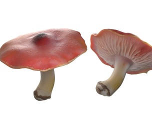 Mushroom 7