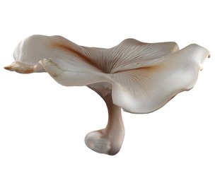 Mushroom 8