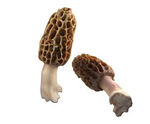 Mushroom 10