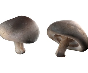 Mushroom 11