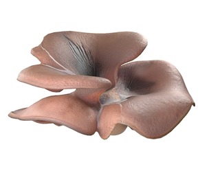 Mushroom 12