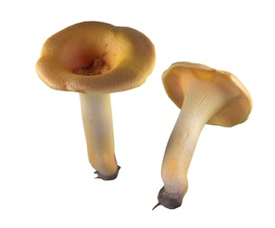 Mushroom 13