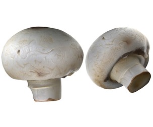 Mushroom 15
