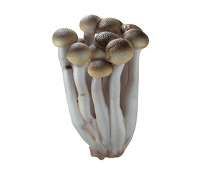 Mushroom 16