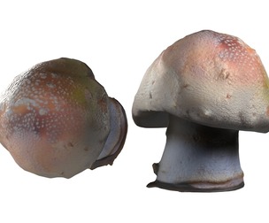 Mushroom 18