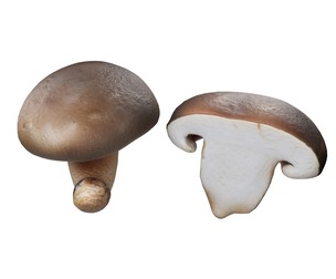 Mushroom 19