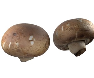 Mushroom 20