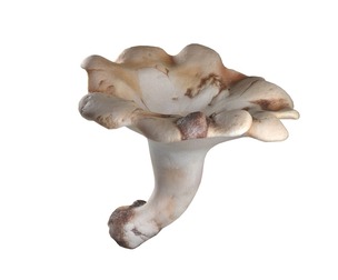 Mushroom 21